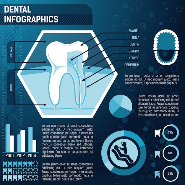 Gratis vector tand anatomie, gezondheid en preventie sjabloon voor infographic ontwerp