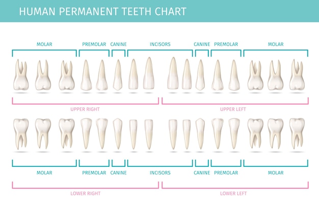 Gratis vector tandanatomiegrafiek met permanente menselijke tanden realistische vectorillustratie