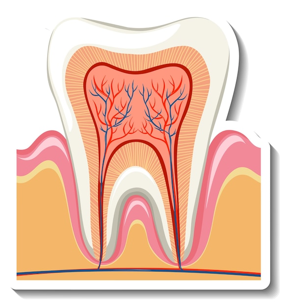 Gratis vector tandwortel en zenuw op witte achtergrond