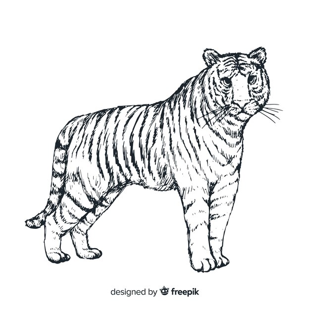 Tijger