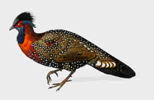 Gratis vector tragopan de hastings geïllustreerd