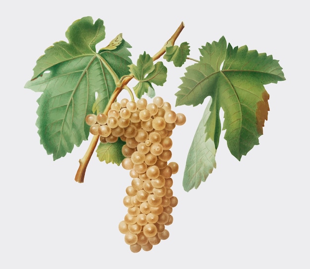 Gratis vector trebbiano-druiven van de illustratie van pomona italiana