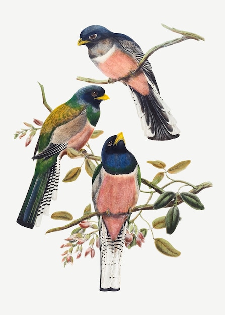 Trogon bird vector animal art print, geremixt van kunstwerken van John Gould en William Matthew Hart