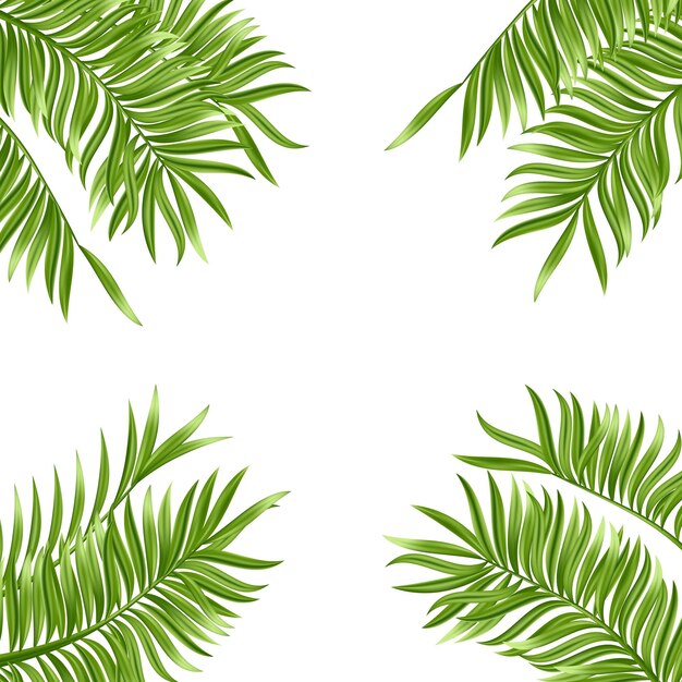 Tropisch palmblad dat op witte achtergrond wordt geïsoleerd Realistische groene zomerplant Vectorillustratie