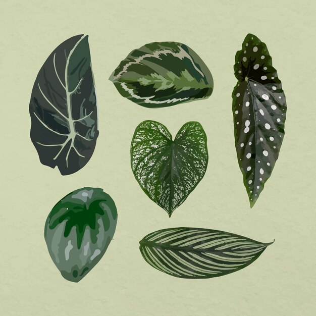 Tropische blad vector kunst afbeelding set
