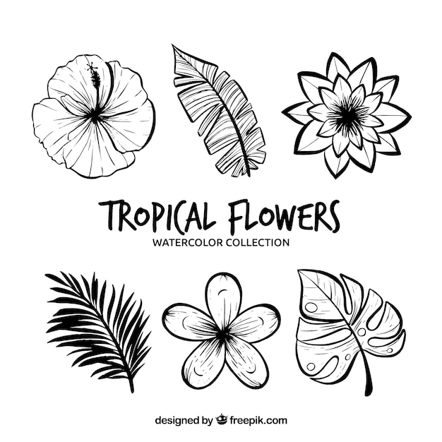 Gratis vector tropische bloemencollectie in monolines