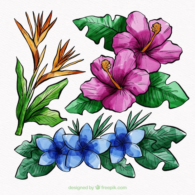 Gratis vector tropische bloemeninzameling in waterverfstijl