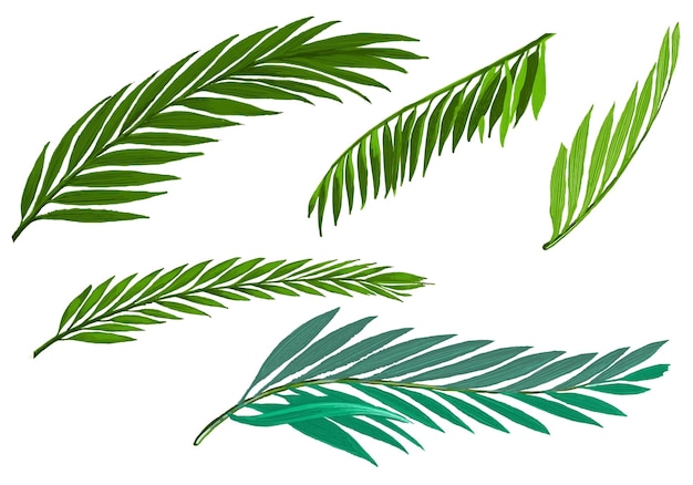 Gratis vector tropische botanische palmbladeren decorontwerp