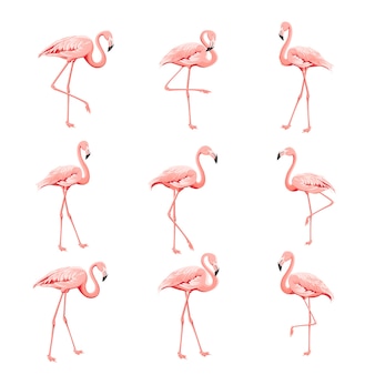 Tropische collectie roze flamingo's