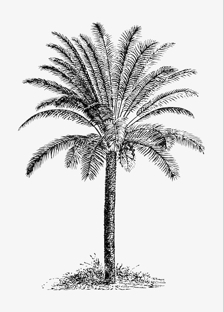 Gratis vector tropische palmboom
