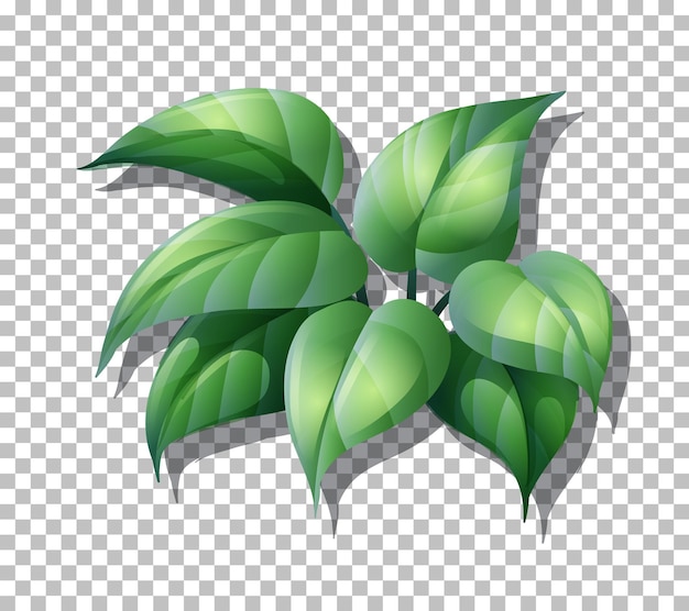 Gratis vector tropische plant op transparante achtergrond