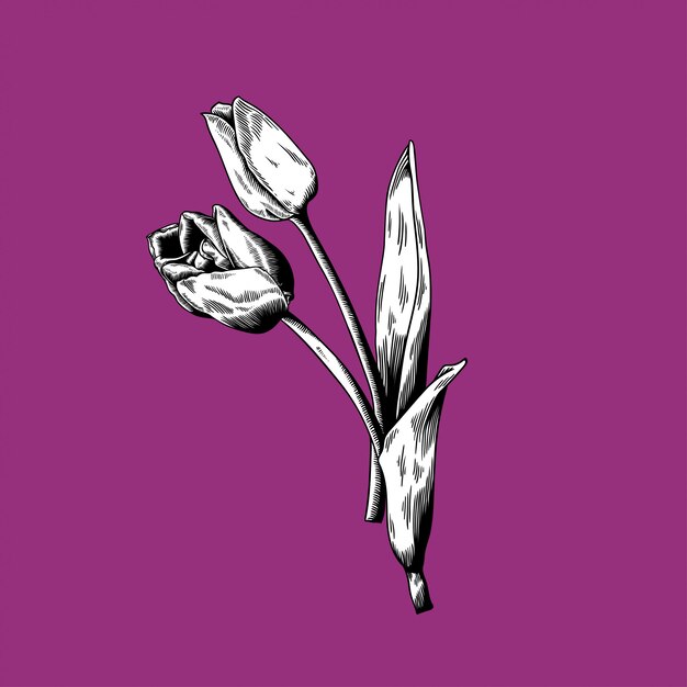 Tulip tekening bloem aard vector pictogram op paarse achtergrond