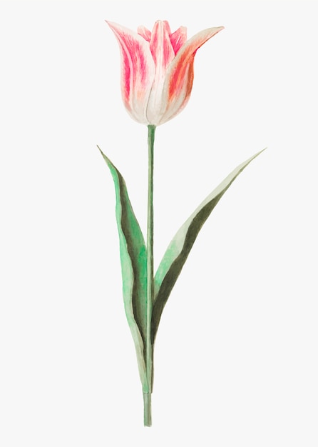 Tulp in vintage stijl