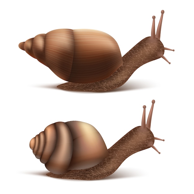 twee kruipende Bourgondische of Romeinse slakken. Gastropoden die op witte achtergrond worden geïsoleerd.