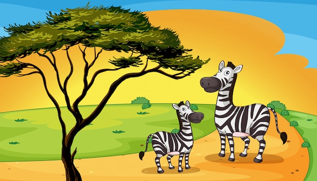 Twee zebra onder boom