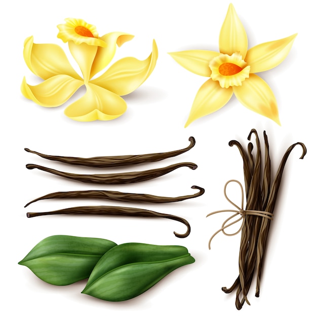 Gratis vector vanille plant realistische set met verse gele bloemen aromatische gedroogde bruine bonen en bladeren geïsoleerd