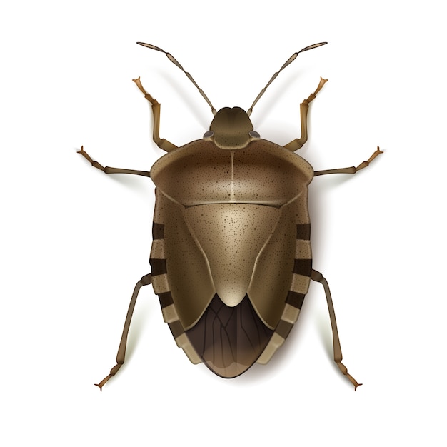 Gratis vector vector brown marmorated stink bug close-up bovenaanzicht geïsoleerd op een witte achtergrond