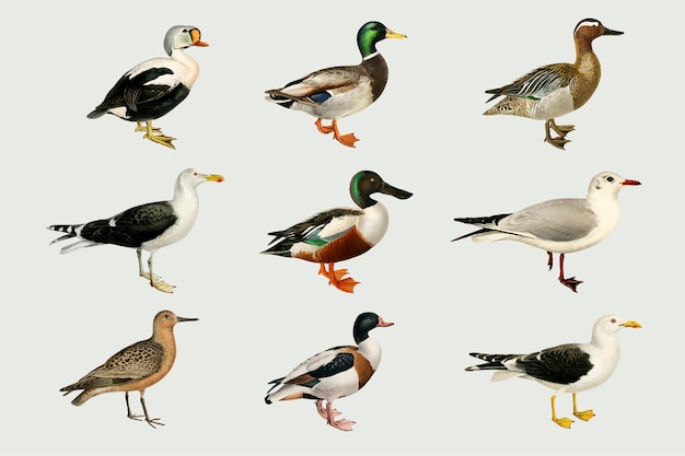 Vector gemengde vogels hand getekende eenden set