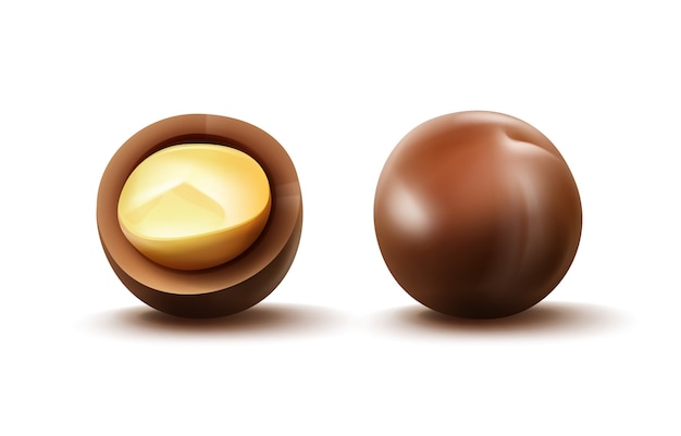 Gratis vector vector realistische hele en gesneden macadamia noten met shell close-up zijaanzicht geïsoleerd op een witte achtergrond