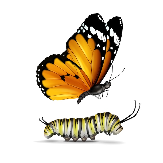 Gratis vector vector realistische plain tiger of afrikaanse monarch vlinder en rups close-up zijaanzicht geïsoleerd op een witte achtergrond