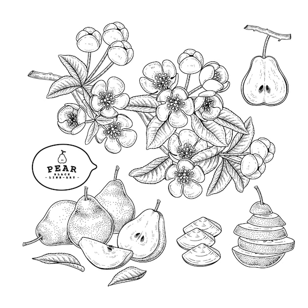 Vector sketch pear decoratieve set.