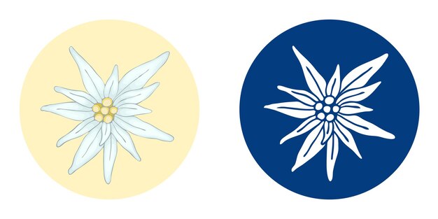 Vectorillustratie met 2 edelweiss bloem witte hand getekend op blauwe achtergrond en realistisch
