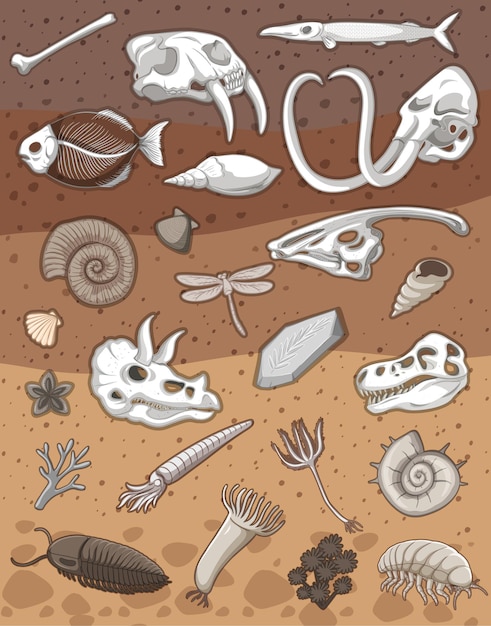Veel fossielen onder de grond