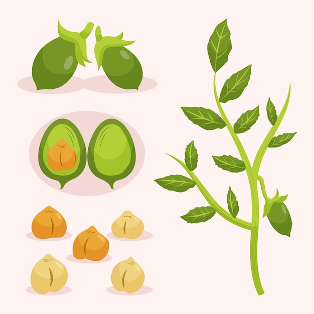 Gratis vector veggie kikkererwten bonen zaad en plant