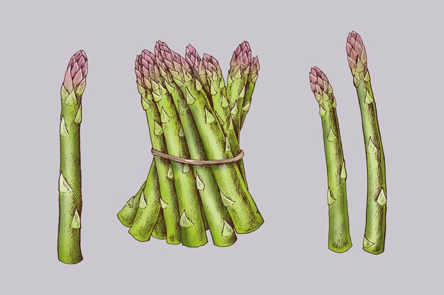 Vers gebonden biologische asperges