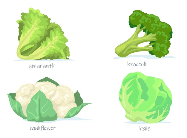 Verscheidenheid aan verzameling kool platte afbeeldingen. Cartoon groene broccoli, boerenkool, bloemkool en amarant geïsoleerde illustratie.