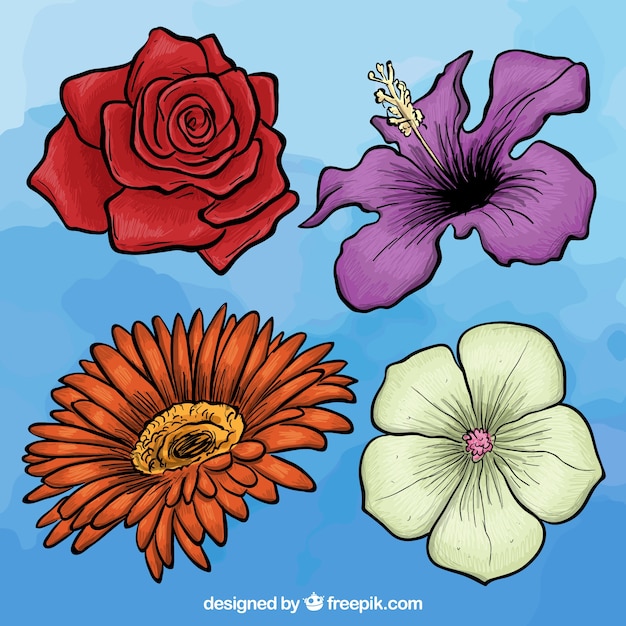 Verscheidenheid van hand getekende bloemen