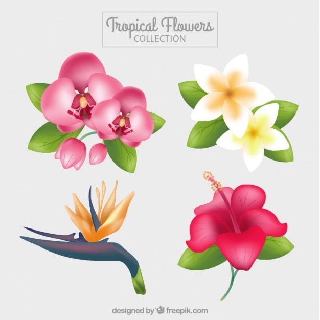 Gratis Vector verscheidenheid van leuke exotische bloemen