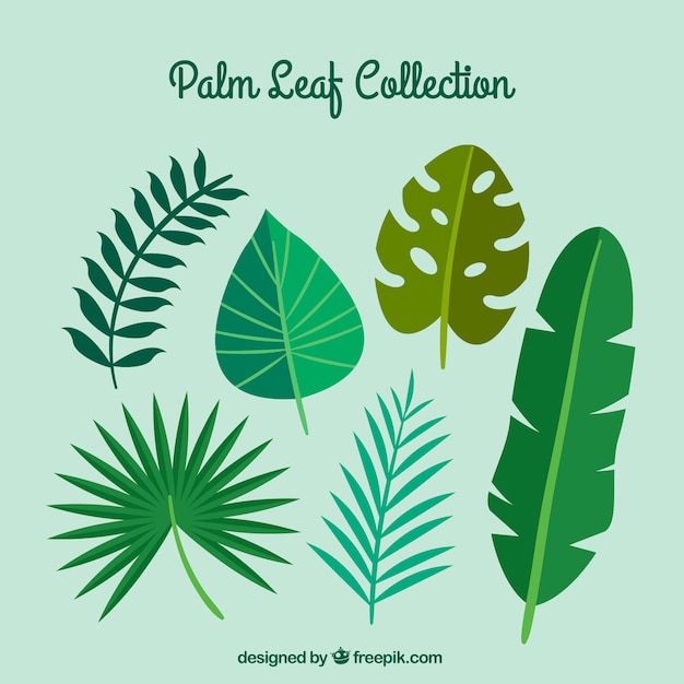 Gratis vector verscheidenheid van platte palmbladeren