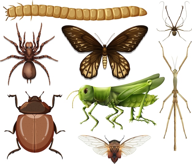 Gratis vector verschillende insecten collectie geïsoleerd op een witte achtergrond