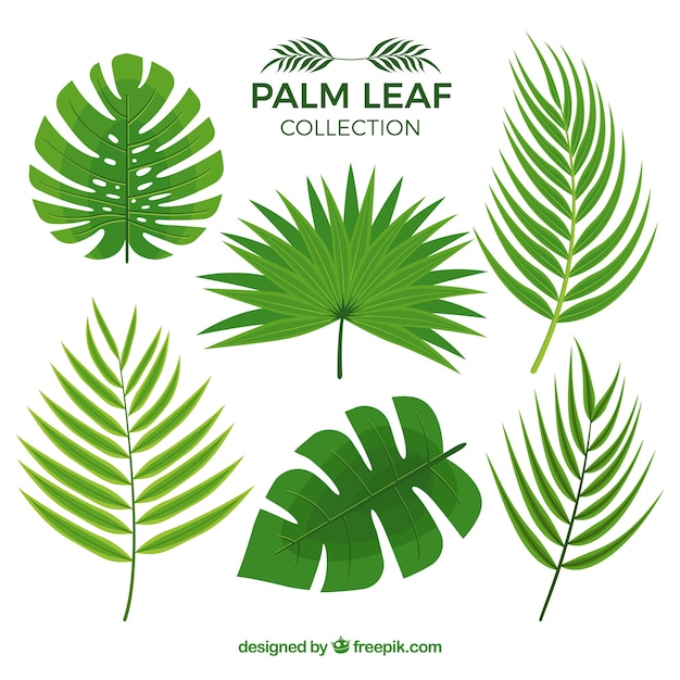 Gratis vector verschillende palmbladeren