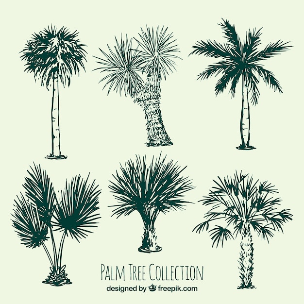 Verschillende schetsen van palmbomen