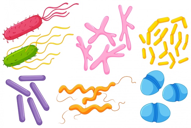 Gratis vector verschillende soorten bacteriën in de darmen