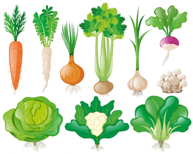 Gratis vector verschillende soorten groenten