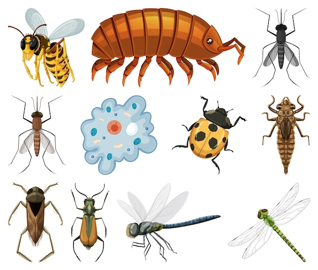Verschillende soorten insecten en dieren op witte achtergrond