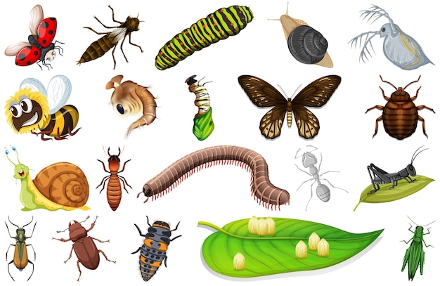 Gratis vector verschillende soorten insectenverzameling