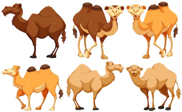 Verschillende soorten kamelen staan