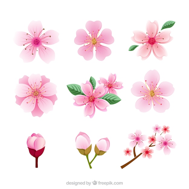 Gratis vector verschillende soorten kersenbloesems