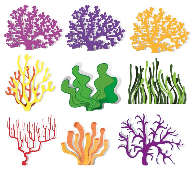 Verschillende soorten koraalrif