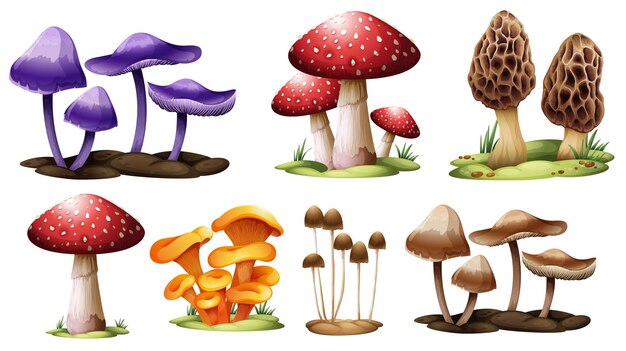 Verschillende soorten paddenstoelen