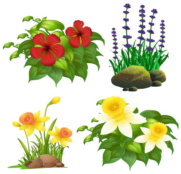 Gratis vector verschillende soorten tropische bloemen