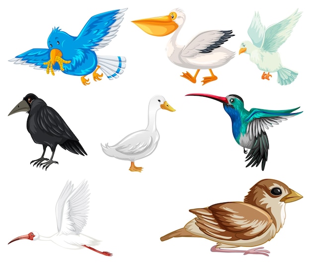 Gratis vector verschillende soorten vogels collectie