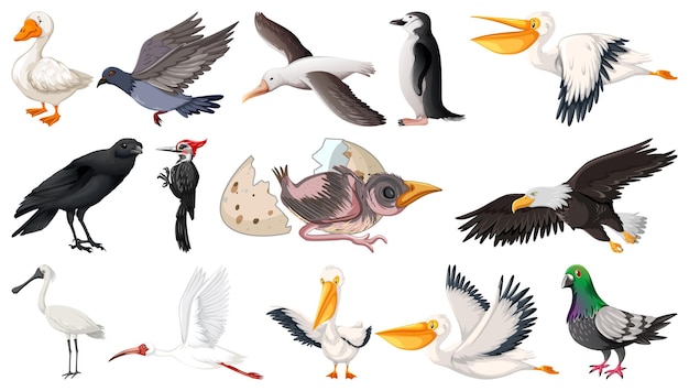 Verschillende soorten vogels collectie