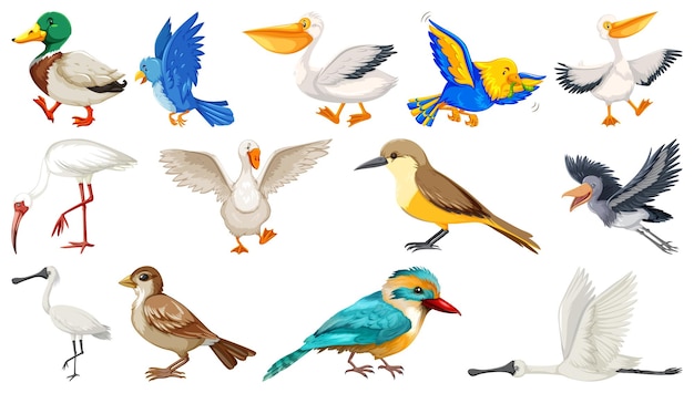 Gratis vector verschillende soorten vogels collectie