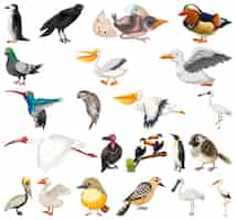 Gratis vector verschillende soorten vogels collectie