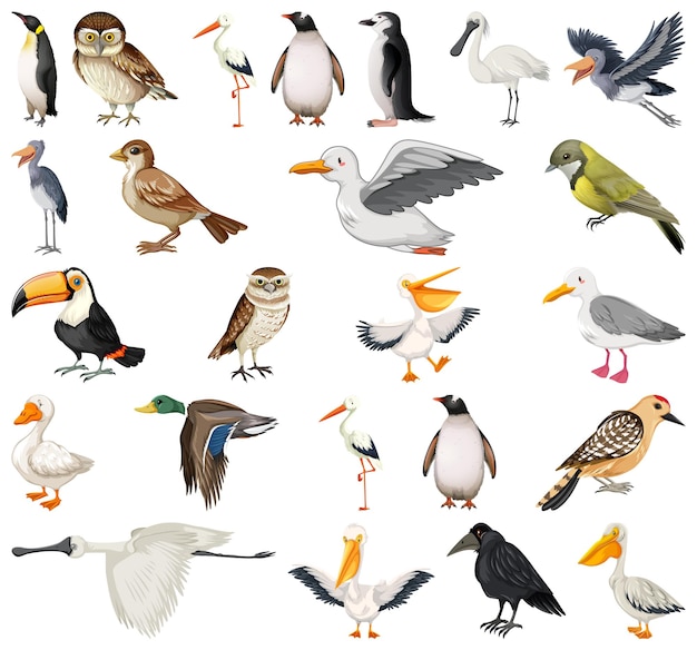 Gratis vector verschillende soorten vogels collectie